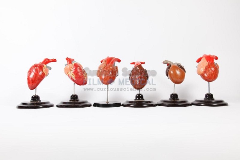 Period Heart Models