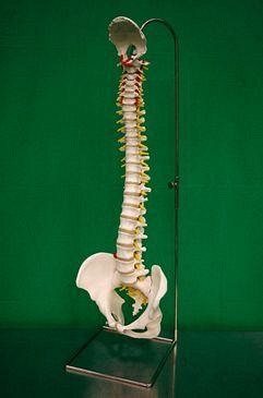 Spine Model