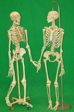 Medical Teaching Skeletons