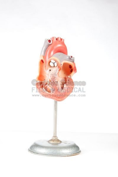 Anatomical model of heart on stand
