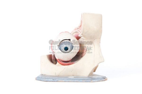 Anatomical model of eye