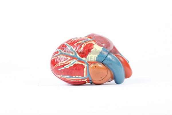 Anatomical Model of Heart ..