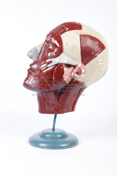 Anatomical model of head on stand