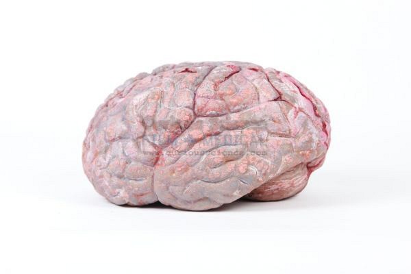 Model of Brain