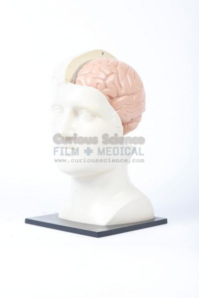 Teaching Model of Brain