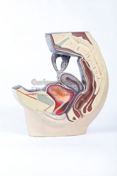 Female cross sectional model