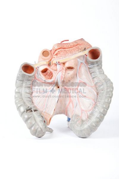 Model of Stomach