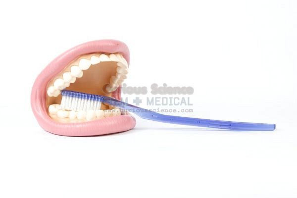 Mouth model with oversize toothbrush