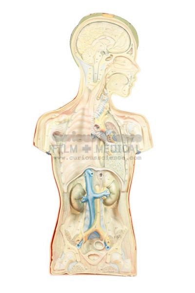 Section through upper body