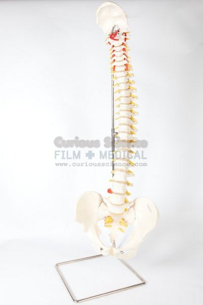 Spinal cord model