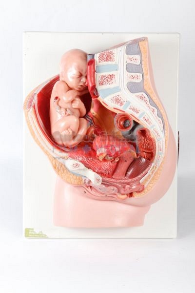 Female reproduction model