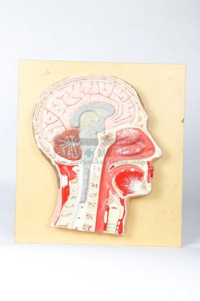 Plaster model of cross section of head