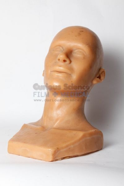 Model of male head