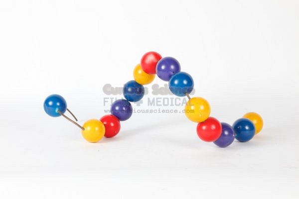 Molecular Model