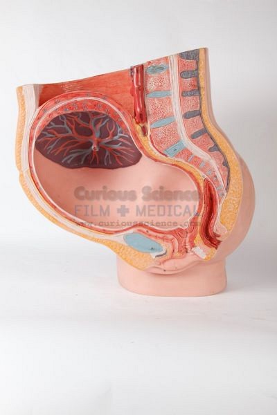 Female anatomical model