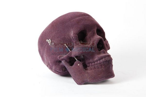 Velvet covered skull
