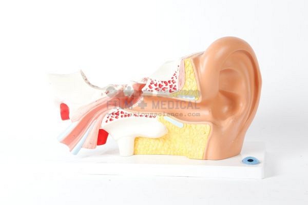 Model of inner ear