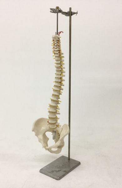 Spinal cord on stand