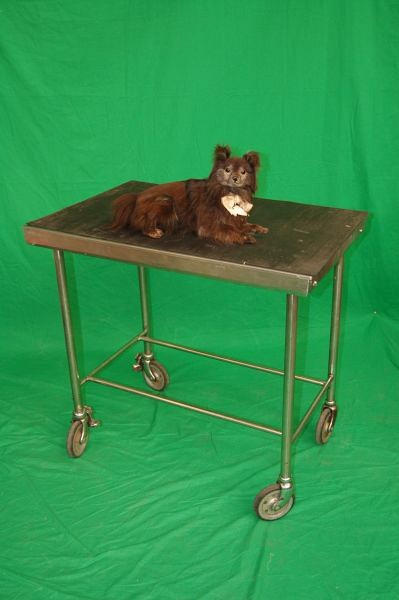 Veterinary Examination Table with Stuffed Dog