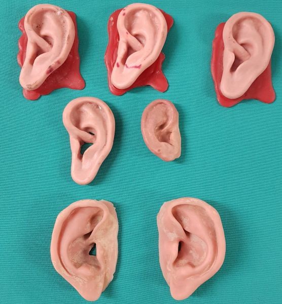 Ear model